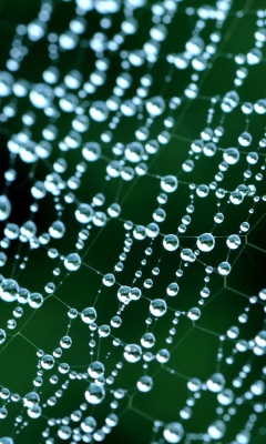 Drops On Spider Web screenshot #1 240x400