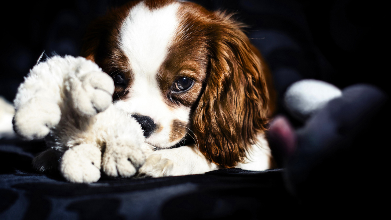 Cute Sad Puppy wallpaper 1280x720