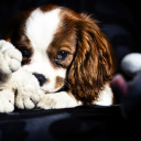 Fondo de pantalla Cute Sad Puppy 128x128