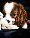 Das Cute Sad Puppy Wallpaper 128x160