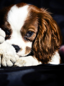 Cute Sad Puppy wallpaper 132x176