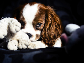 Das Cute Sad Puppy Wallpaper 320x240