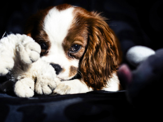 Cute Sad Puppy wallpaper 320x240