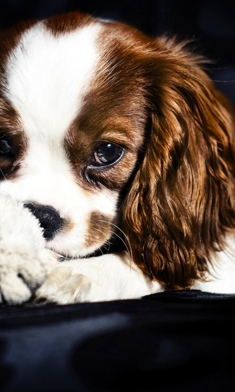 Das Cute Sad Puppy Wallpaper 768x1280