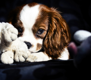 Cute Sad Puppy - Fondos de pantalla gratis para iPad