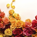 Das Colorful Roses Wallpaper 128x128