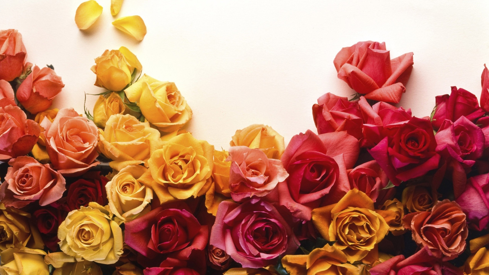 Обои Colorful Roses 1600x900