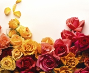 Fondo de pantalla Colorful Roses 176x144