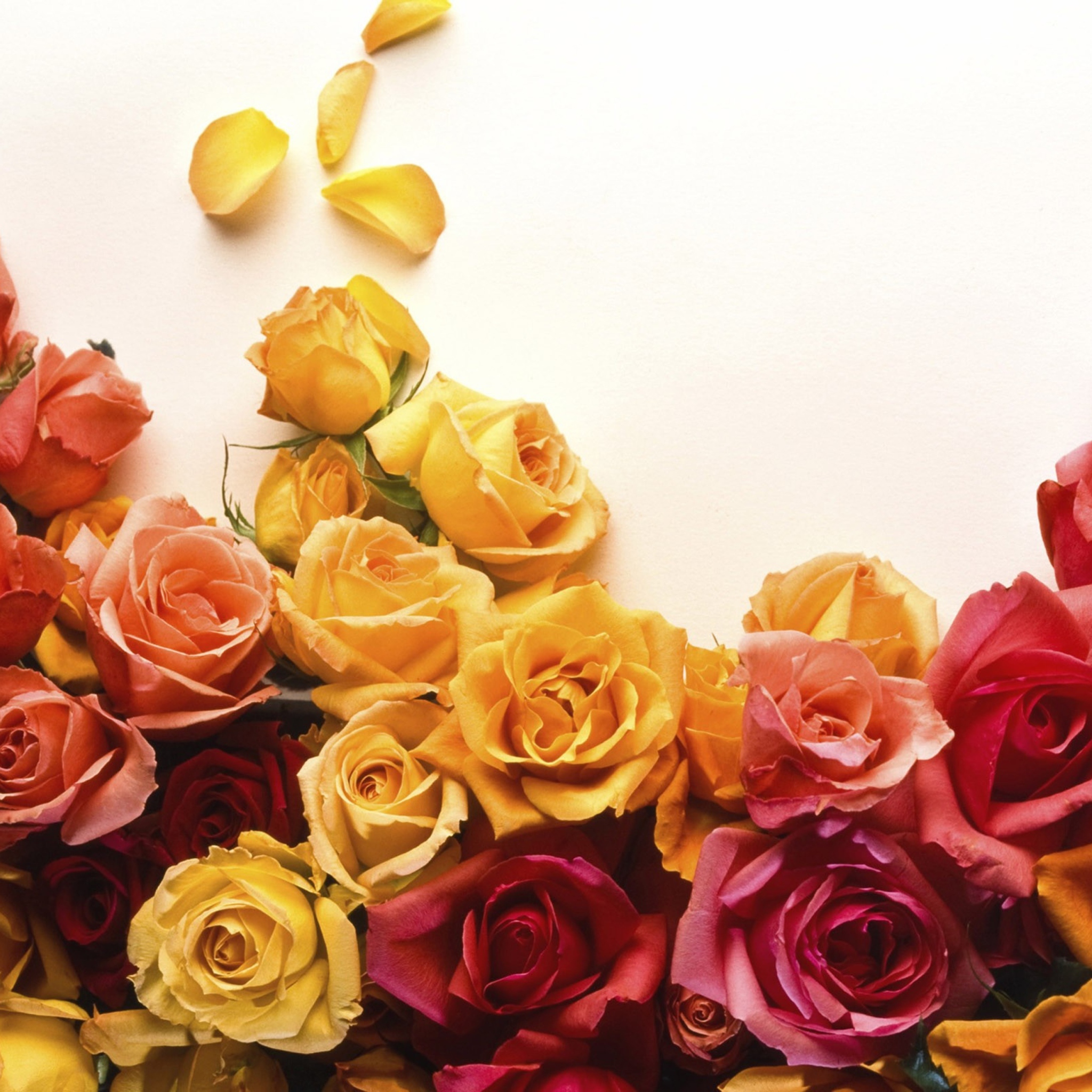 Sfondi Colorful Roses 2048x2048