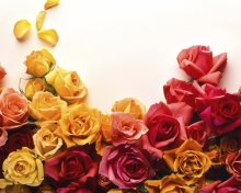 Colorful Roses wallpaper 220x176