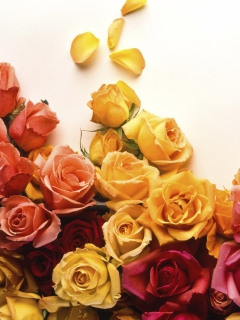 Обои Colorful Roses 240x320