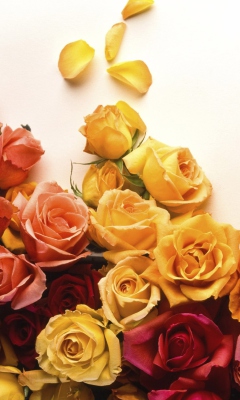 Fondo de pantalla Colorful Roses 240x400
