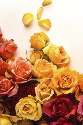 Fondo de pantalla Colorful Roses 320x480