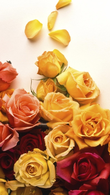 Fondo de pantalla Colorful Roses 360x640
