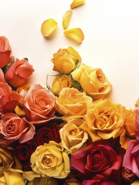 Обои Colorful Roses 480x640