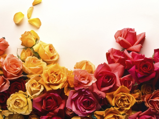 Colorful Roses wallpaper 640x480