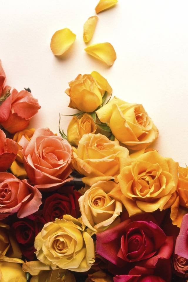 Обои Colorful Roses 640x960