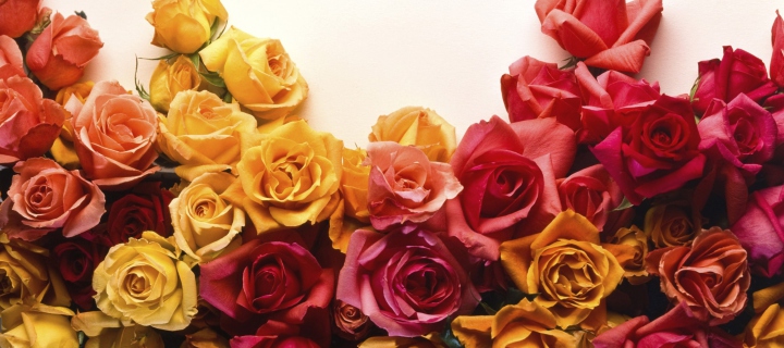 Fondo de pantalla Colorful Roses 720x320
