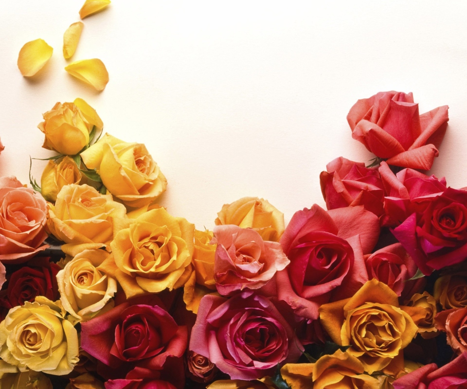 Colorful Roses wallpaper 960x800