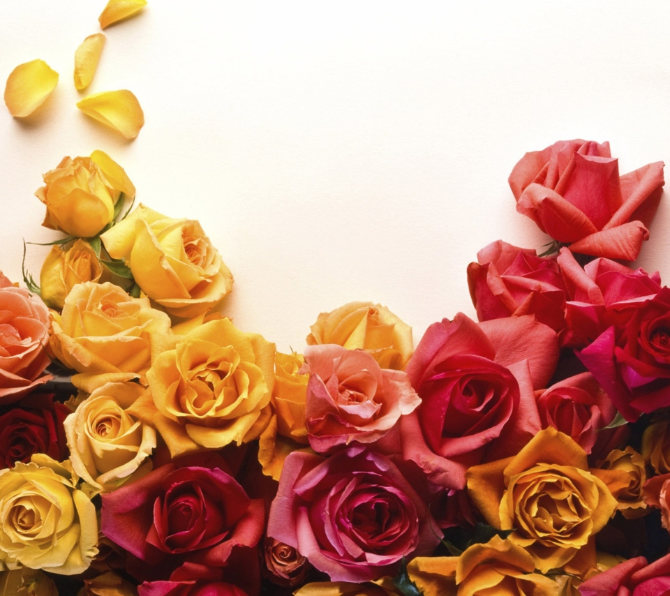 Das Colorful Roses Wallpaper 960x854