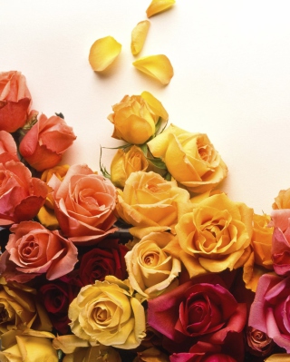 Colorful Roses papel de parede para celular para Nokia X6 8GB