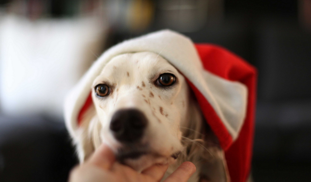 Fondo de pantalla Dog In Santa's Hat 1024x600
