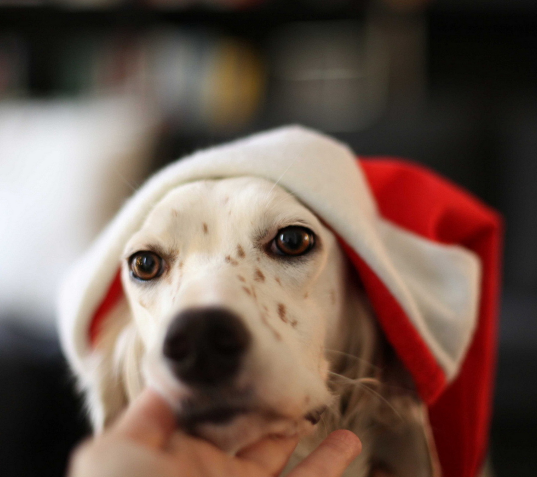 Das Dog In Santa's Hat Wallpaper 1080x960