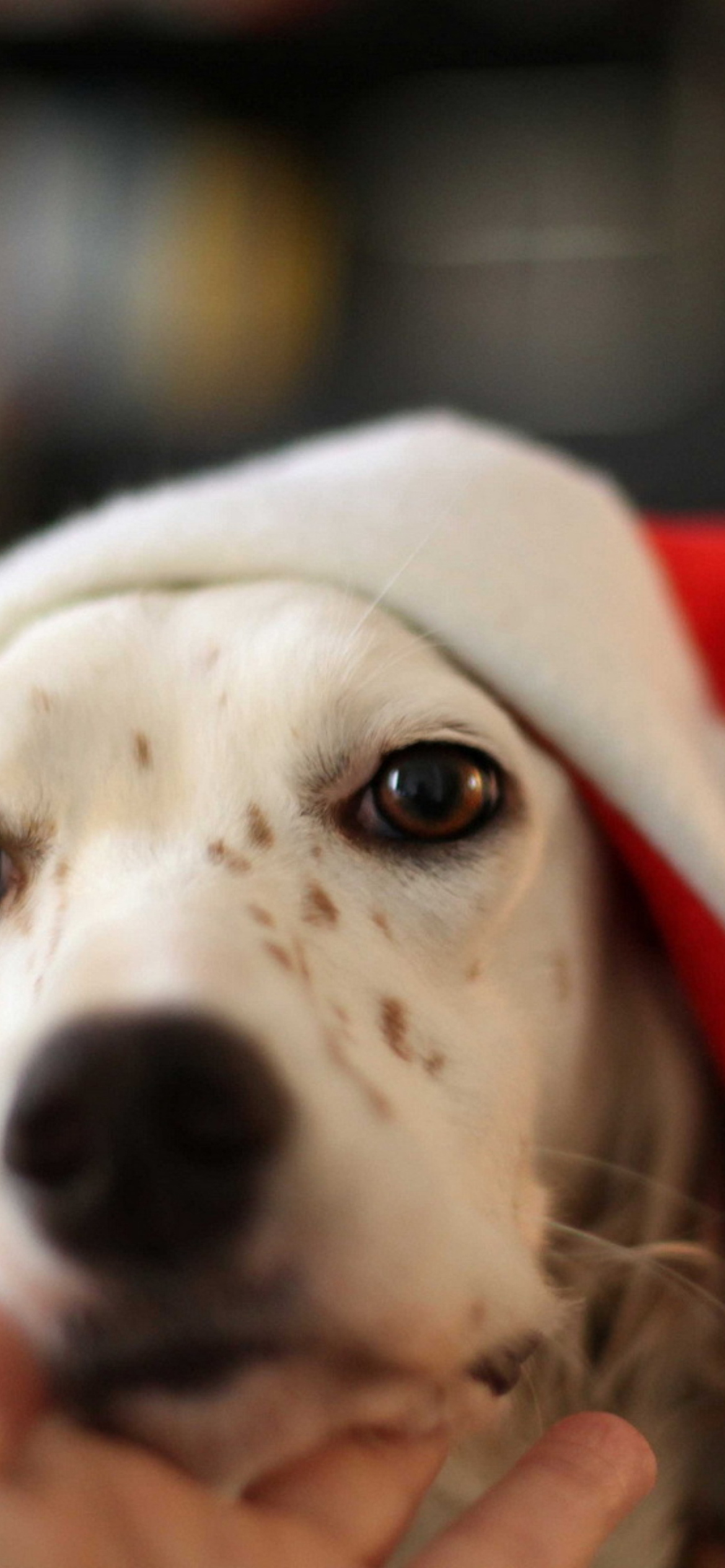 Das Dog In Santa's Hat Wallpaper 1170x2532