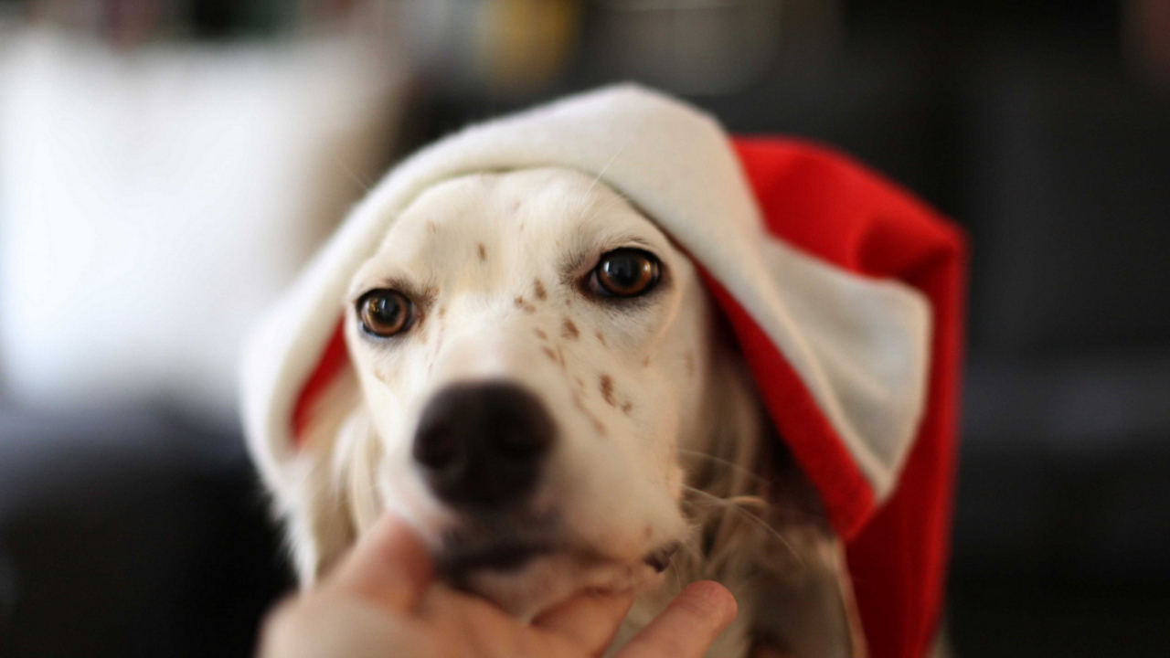 Sfondi Dog In Santa's Hat 1280x720