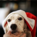 Das Dog In Santa's Hat Wallpaper 128x128