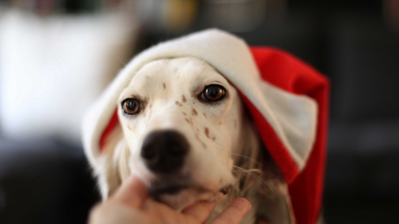 Das Dog In Santa's Hat Wallpaper 1366x768