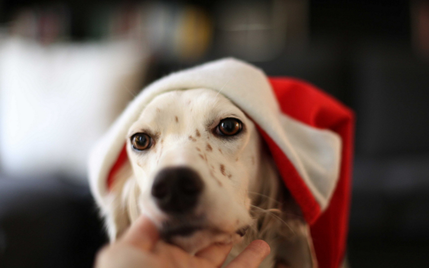 Screenshot №1 pro téma Dog In Santa's Hat 1440x900