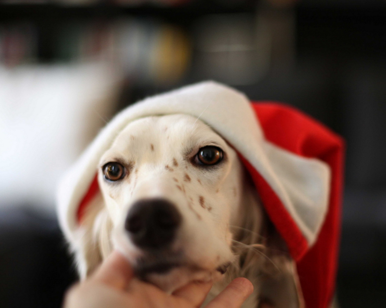 Обои Dog In Santa's Hat 1600x1280