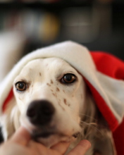 Das Dog In Santa's Hat Wallpaper 176x220