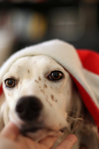 Das Dog In Santa's Hat Wallpaper 320x480