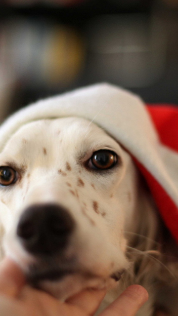 Das Dog In Santa's Hat Wallpaper 360x640