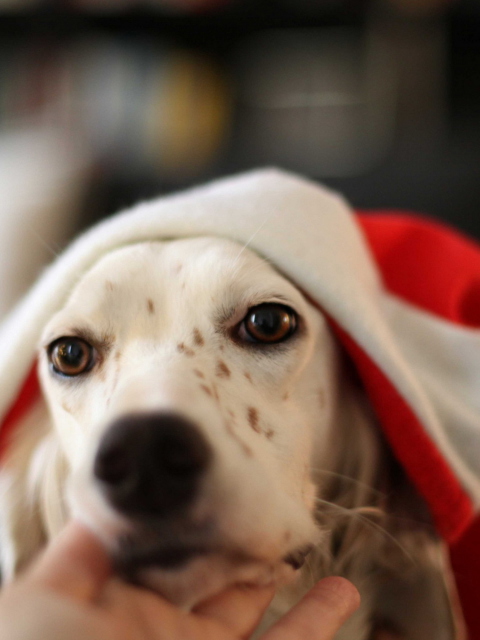 Das Dog In Santa's Hat Wallpaper 480x640