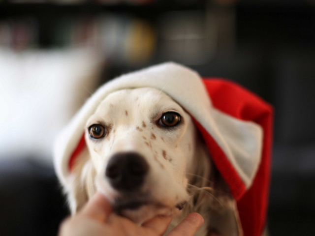 Das Dog In Santa's Hat Wallpaper 640x480