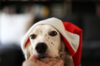 Dog In Santa's Hat Picture for Android, iPhone and iPad