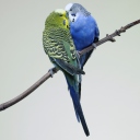 Kissing Parrots wallpaper 128x128