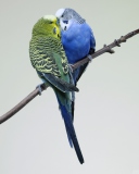 Sfondi Kissing Parrots 128x160