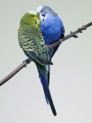 Обои Kissing Parrots 132x176