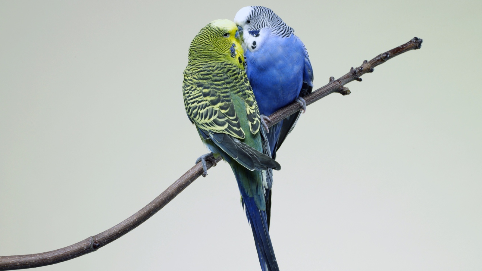 Kissing Parrots screenshot #1 1600x900