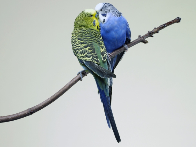 Kissing Parrots screenshot #1 640x480