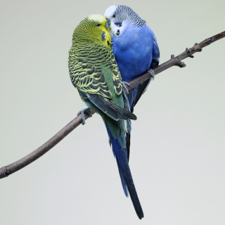 Kissing Parrots sfondi gratuiti per iPad mini 2