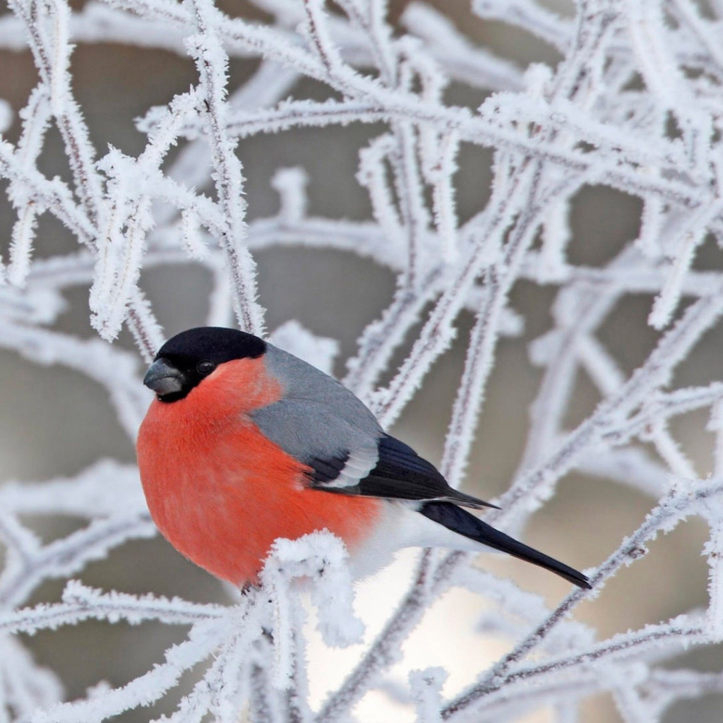 Fondo de pantalla Red Angry Bird 1024x1024