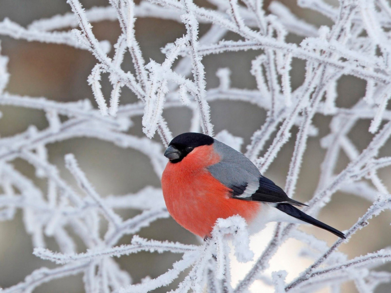 Red Angry Bird wallpaper 1280x960