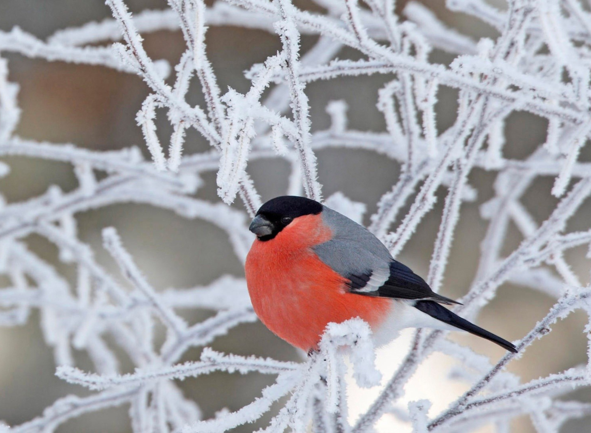 Red Angry Bird wallpaper 1920x1408