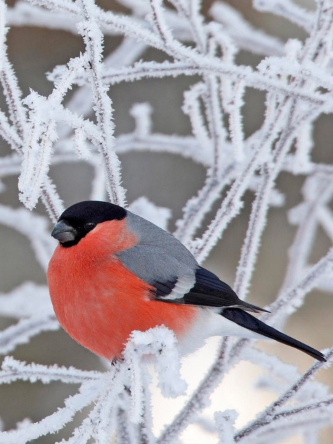 Red Angry Bird screenshot #1 480x640