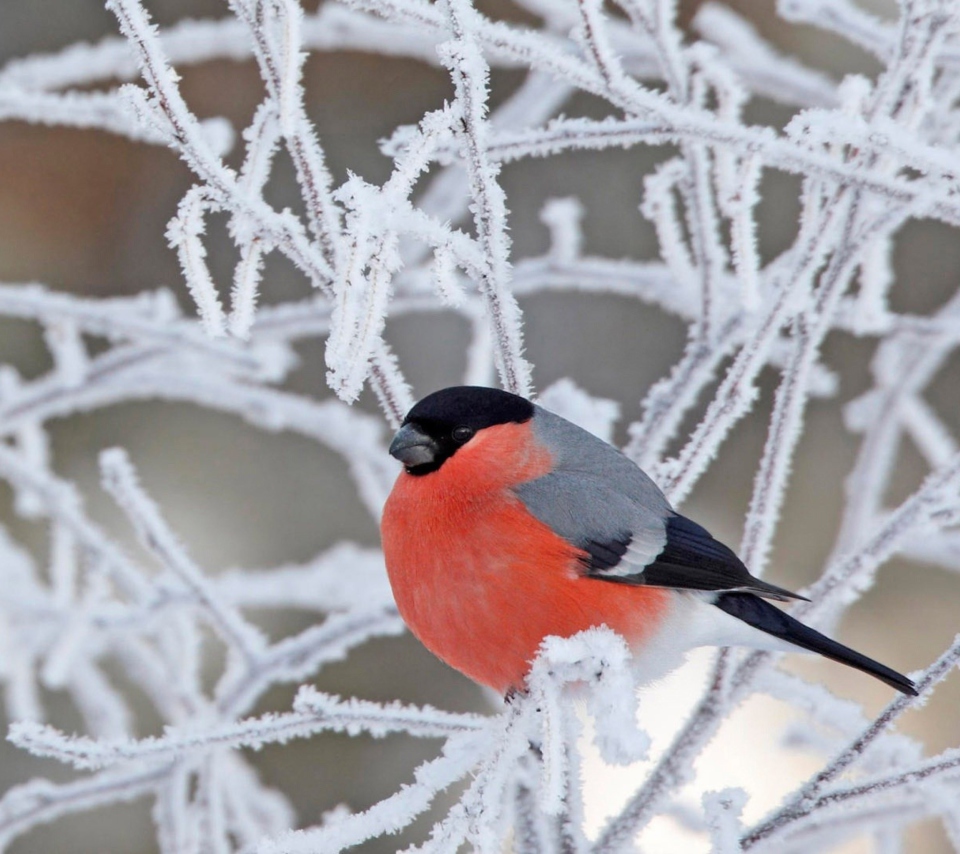 Red Angry Bird wallpaper 960x854